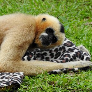 Northern White Cheeked Gibbon