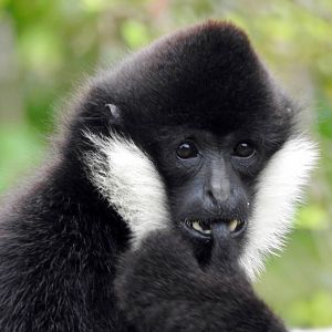 Northern White Cheeked Gibbon