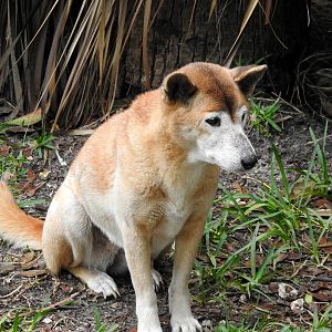New Guinea Singing Dog