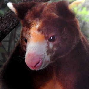 Matschie's Tree Kangaroo