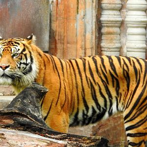 Sumatran Tiger