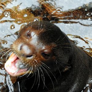 Giant Otter