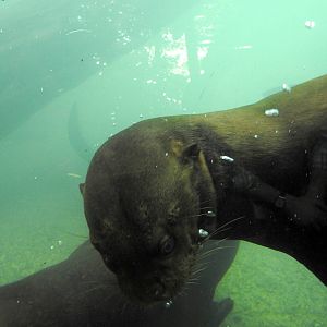 Giant Otter