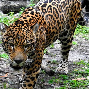 Jaguar