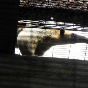 Southern Tamandua