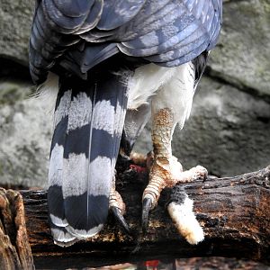 Harpy Eagle