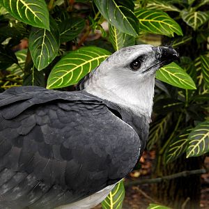 Harpy Eagle