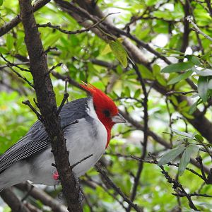 Red-crested Cardinal