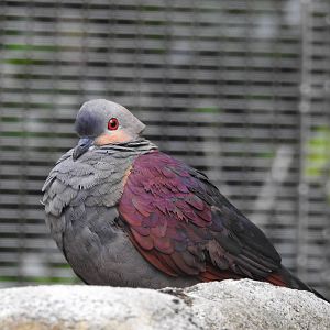 Crested Quail Dove