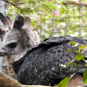 Harpy Eagle