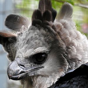 Harpy Eagle