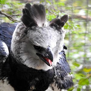 Harpy Eagle