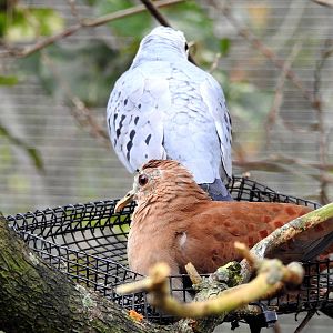 Blue Ground Dove
