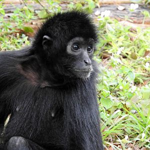 Colombian Spider Monkey