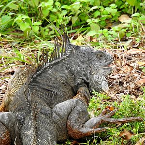 "Wild" Green Iguana
