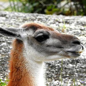 Guanaco