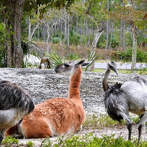 Guanaco with Greater Rheas