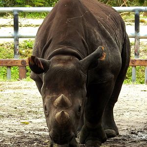 South Central Black Rhino