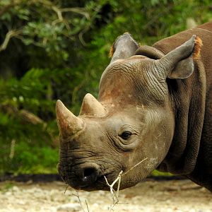 South Central Black Rhino