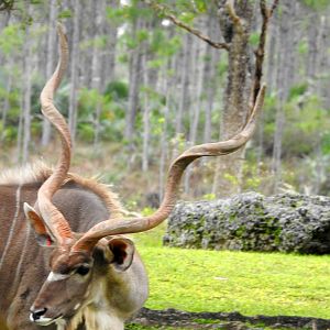 Southern Greater Kudu