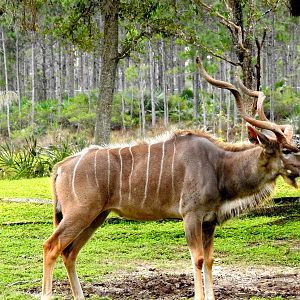 Southern Greater Kudu