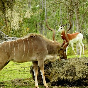 Southern Greater Kudu framing Addra Gazelle