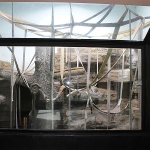 Feb. 2016 - Kingdom of the Apes - One of Multiple Indoor Orangutan Exhibits