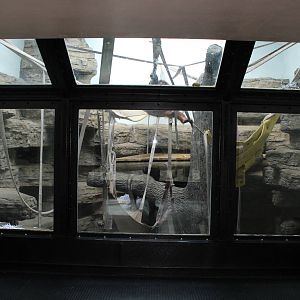 Feb. 2016 - Kingdom of the Apes - One of Multiple Indoor Orangutan Exhibits