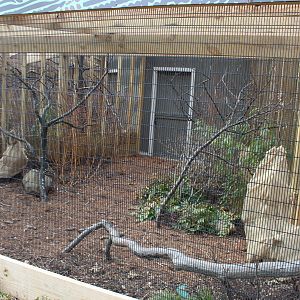 Feb. 2016 - Pheasantry - Satyr Tragopan Exhibit