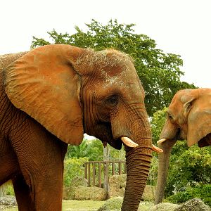 South African Elephant