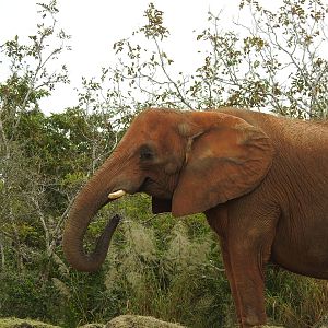 South African Elephant