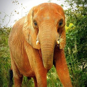 South African Elephant