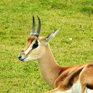 Grant's Gazelle