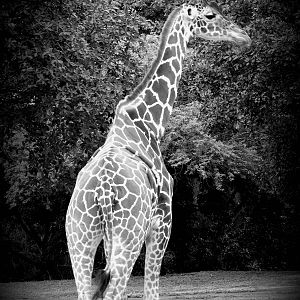 "Reticulated" Giraffe