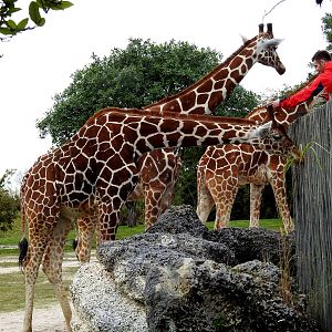 "Reticulated" Giraffe