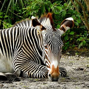 Grevy's Zebra