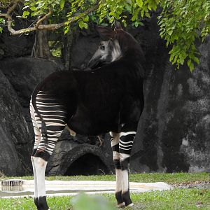 Okapi