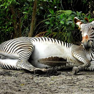 Grevy's Zebra