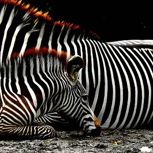 Grevy's Zebra