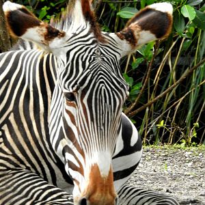 Grevy's Zebra