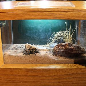 Feb. 2016 - Museum of Science - Crawl Space - Redknee Tarantula Exhibit