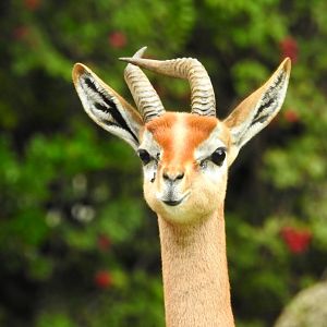 Southern Gerenuk