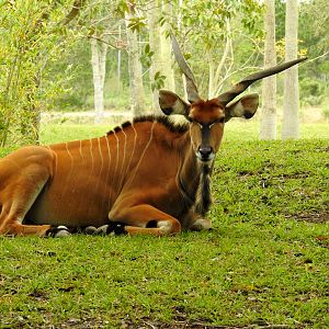 Eastern Giant Eland