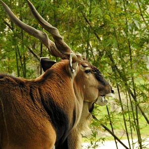 Eastern Giant Eland
