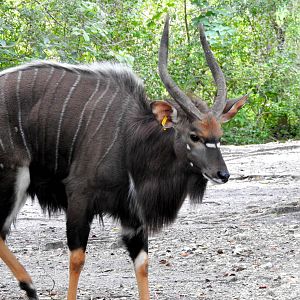 Nyala
