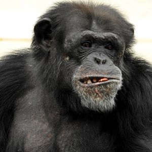 Chimpanzee