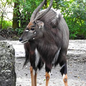 Nyala