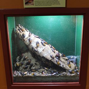 Feb. 2016 - Museum of Science - Crawl Space - Hissing Cockroach Exhibit