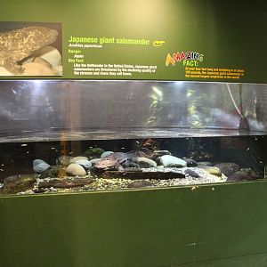Feb. 2016 - Museum of Science - Amazing Amphibians - Giant Salamander Exhib