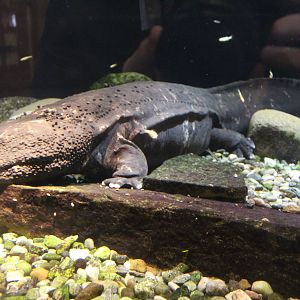 Feb. 2016 - Museum of Science - Amazing Amphibians - Massive Salamander